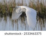 A great white egret Ardea alba flying above the water with reeds in the background