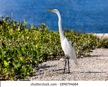 Great white egret (ardea alba) standing by the shore of J.N. "Ding" Darling National Wildlife Refuge, Florida, USA - Shutterstock ID 1898794684