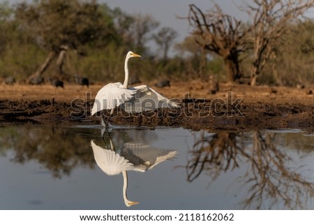 Great white egret (Ardea alba) flying away from a waterhole in a Game Reserve in the Tuli Block in Botswana                 