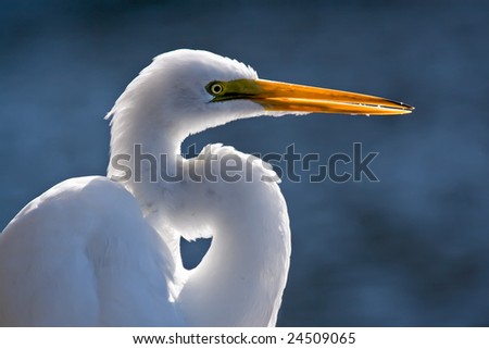 Similar – Image, Stock Photo bird Bird Zoo Ocean White