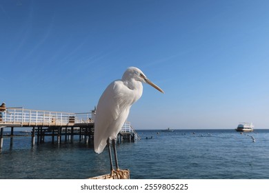 Great White Egret bird standing on the seashore of blue water in Sharm el Sheikh in Egypt - Powered by Shutterstock