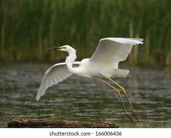 Great White Egret, Casmerodius Albus