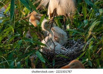 Great White Egret Chicks in Nest in an egret bird colony. Nestling bird chicks. baby Great Egret Chicks in the nest guarded by one of the parents. They are only recently hatched. Selective focus. - Shutterstock ID 2221501787