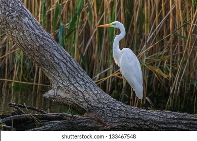 great white egret (Egretta alba) in Danube Delta, Romania