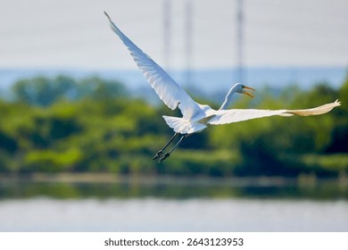 Great White Egret Egretta alba in flight on a sunny summer day