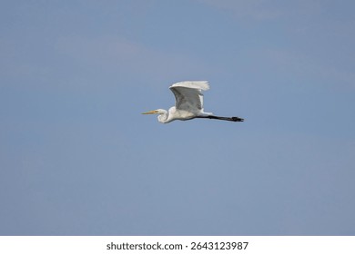 Great White Egret Egretta alba in flight on a sunny summer day