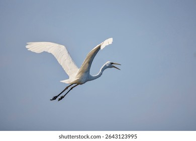 Great White Egret Egretta alba in flight on a sunny summer day