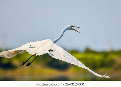 Great White Egret Egretta alba in flight on a sunny summer day