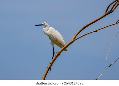 Great White Egret Egretta alba in flight on a sunny summer day