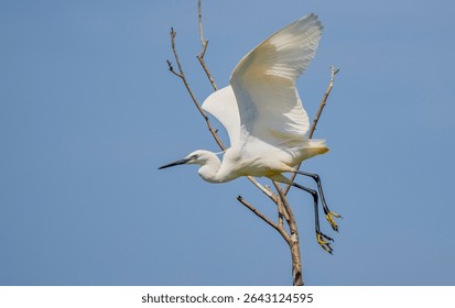 Great White Egret Egretta alba in flight on a sunny summer day