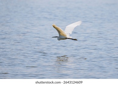 Great White Egret Egretta alba in flight on a sunny summer day