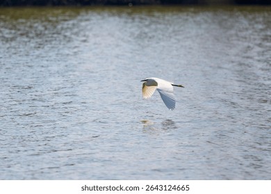 Great White Egret Egretta alba in flight on a sunny summer day
