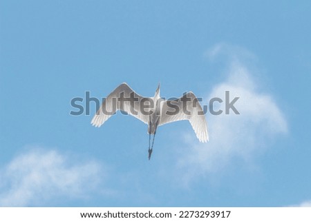 A great white egret flies in the blue sky