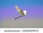 A great white egret in flight. Common egret on air. White heron on the fly. heron isolated on blue sky. Ardea alba.