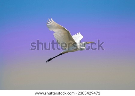 A great white egret in flight. Common egret on air. White heron on the fly. heron isolated on blue sky. Ardea alba.