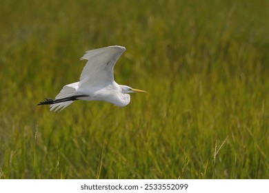 Great white egret in flight over lush green marshland, showcasing its graceful wings and sharp beak. - Powered by Shutterstock