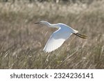 The Great White Egret Flying Flight