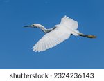 The Great White Egret Flying Flight