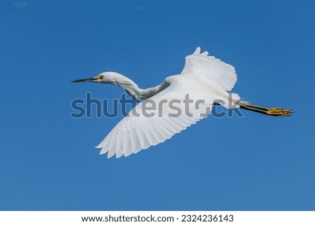 The Great White Egret Flying Flight