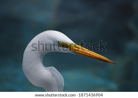 Similar – Image, Stock Photo bird Bird Zoo Ocean White