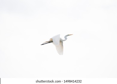 Great white egret, white heron or Ardea Alba isolated, captured in full flight with its wings wide open and white background. - Powered by Shutterstock