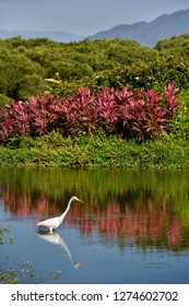 Great White Egret Hunting In A Pond In The Sierra Madre Mountains Mexico