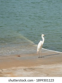 Great White Egret On Boat Ramp In Darwin, Australia By The Timor Sea Waters.