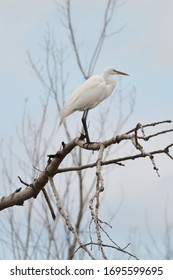 Great White Egret, Ottawa County, Ohio