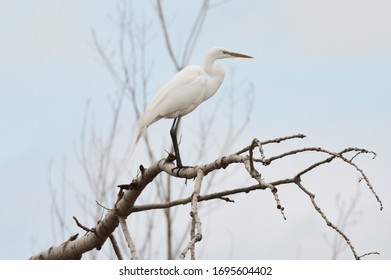 Great White Egret, Ottawa County, Ohio