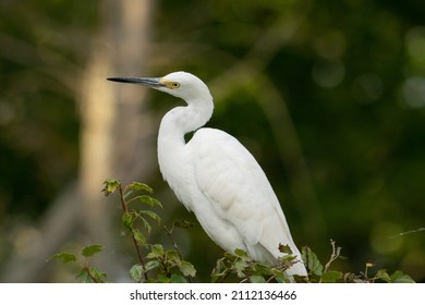 Great White Egret Perched On A Tree Limb Above A Storm Drain, Hunting Fish That Pass Through The Tunnel In The Shallow Freshwater Stream, Picking Them Off Easily 