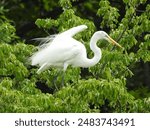 A great white egret perched in wetland forest trees, within the Bombay Hook National Wildlife Refuge, Kent County, Delaware. 