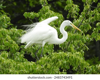 A great white egret perched in wetland forest trees, within the Bombay Hook National Wildlife Refuge, Kent County, Delaware.  - Powered by Shutterstock