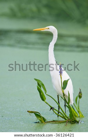 Similar – Image, Stock Photo Adult Great egret bird Ardea alba perches in a tree