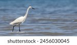 Great white egret in sea, Ardea alba, birds of Montenegro