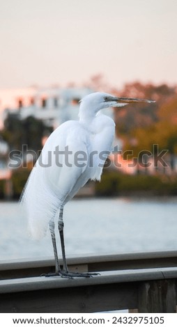 Great white egret sitting on pier at sunset