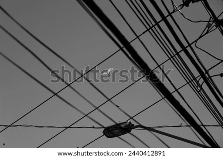 Similar – Image, Stock Photo 9 lines and a bird Nature