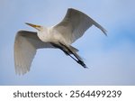 A great white egret or snowy egret flying high in the blue sky in Florida