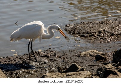 Great White Egret Spear Fishing