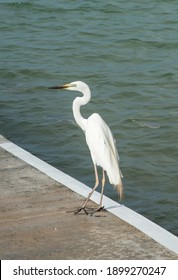 Great White Egret Standing On Boat Ramp By The Timor Sea In Darwin, Australia