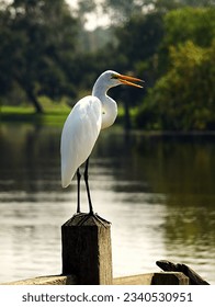 Great White Egret. 
Taken on the Dickinson Bayou.
Dickinson  Texas