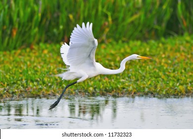 great white egret taking flight in wetland marsh