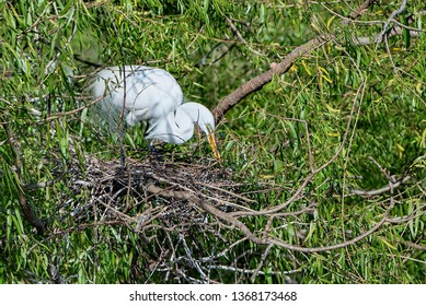 Great White Egret Tending To Nest In Willow Trees At Iberia Parish Rookery