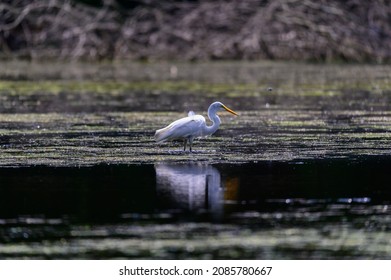 A Great White Egret wades in a marsh looking for food in Proud Lake State Park, Commerce Charter Township, Michigan.