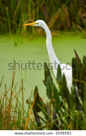 Similar – Image, Stock Photo Adult Great egret bird Ardea alba perches in a tree