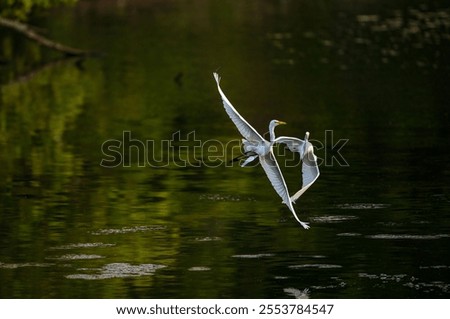 Similar – Great crested grebe swimming on a lake