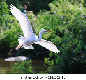 Great White Heron Egret Bird Florida Flying or Sitting in or over water.