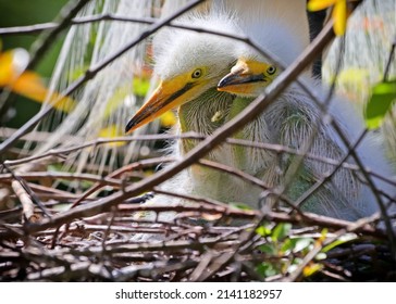 Great White Heron Egret Bird Florida Ugly Baby Birds 