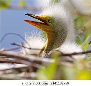 Great White Heron Egret Bird Florida Ugly Baby Birds 