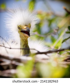 Great White Heron Egret Bird Florida Ugly Baby Birds 