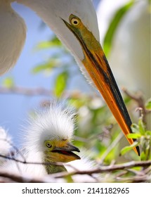 Great White Heron Egret Bird Florida Ugly Baby Birds 